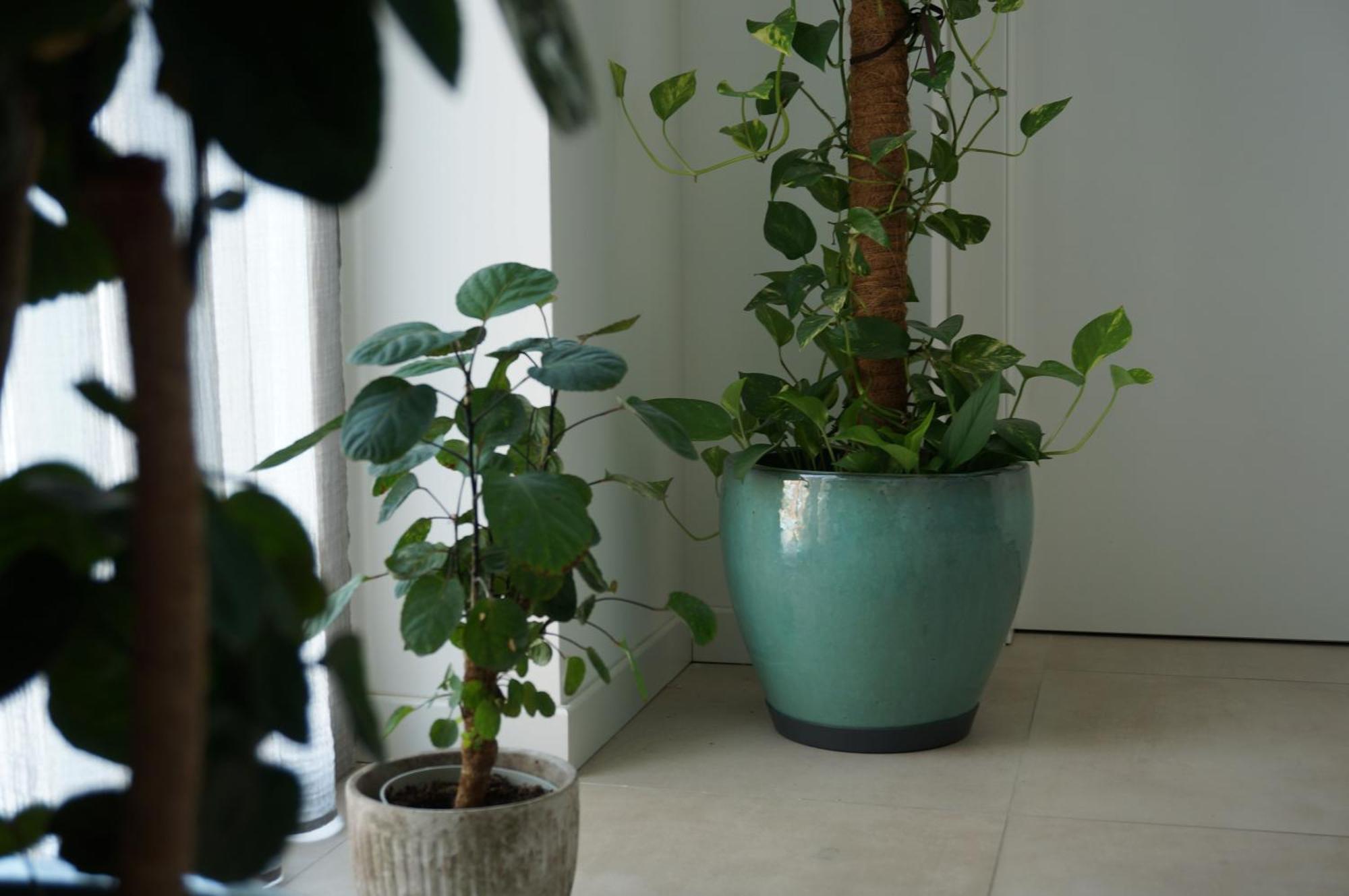 Green Stay Bergamo
